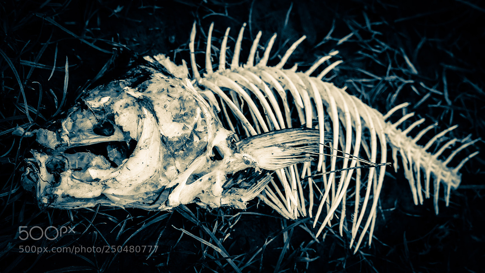 Canon EOS 200D (EOS Rebel SL2 / EOS Kiss X9) sample photo. Skeletal fish photography