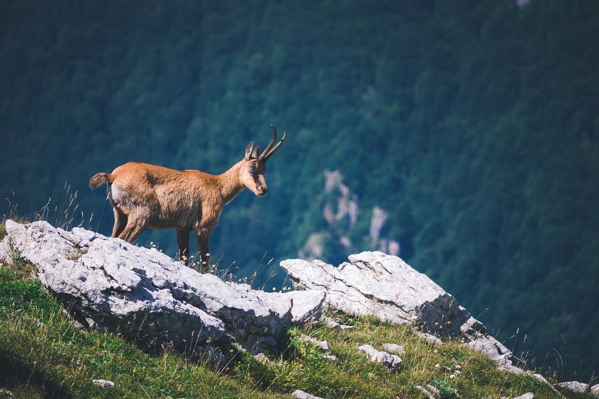 Panasonic Lumix DMC-G2 sample photo. Abruzzo chamois photography