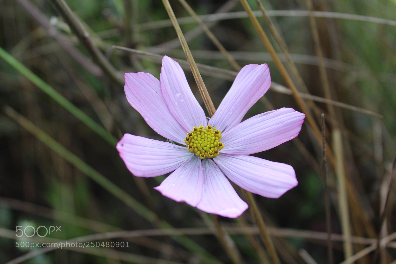 Canon EOS 1200D (EOS Rebel T5 / EOS Kiss X70 / EOS Hi) sample photo. Flor photography