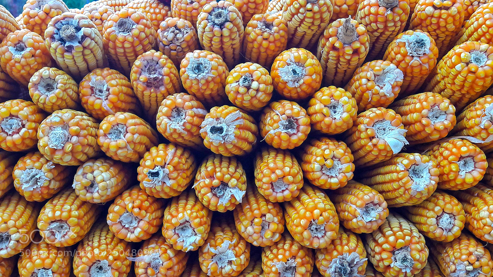 Samsung Galaxy J7 sample photo. Corns photography