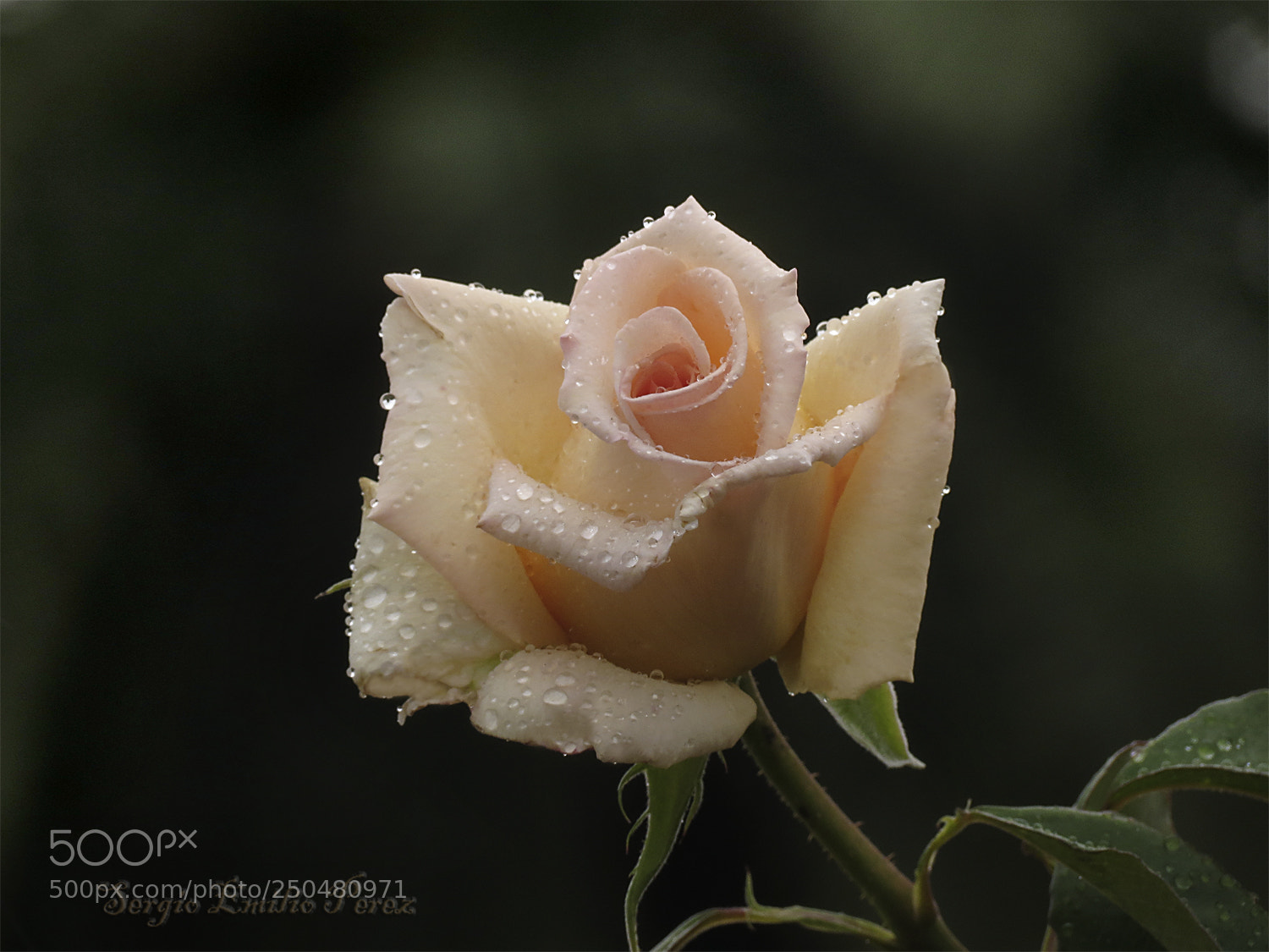 Canon PowerShot SX40 HS sample photo. With open eyes... photography