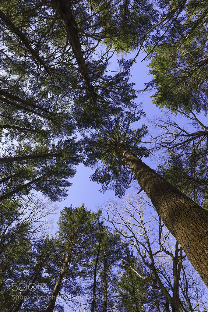 Canon EOS 5D Mark IV sample photo. Tree brillance photography
