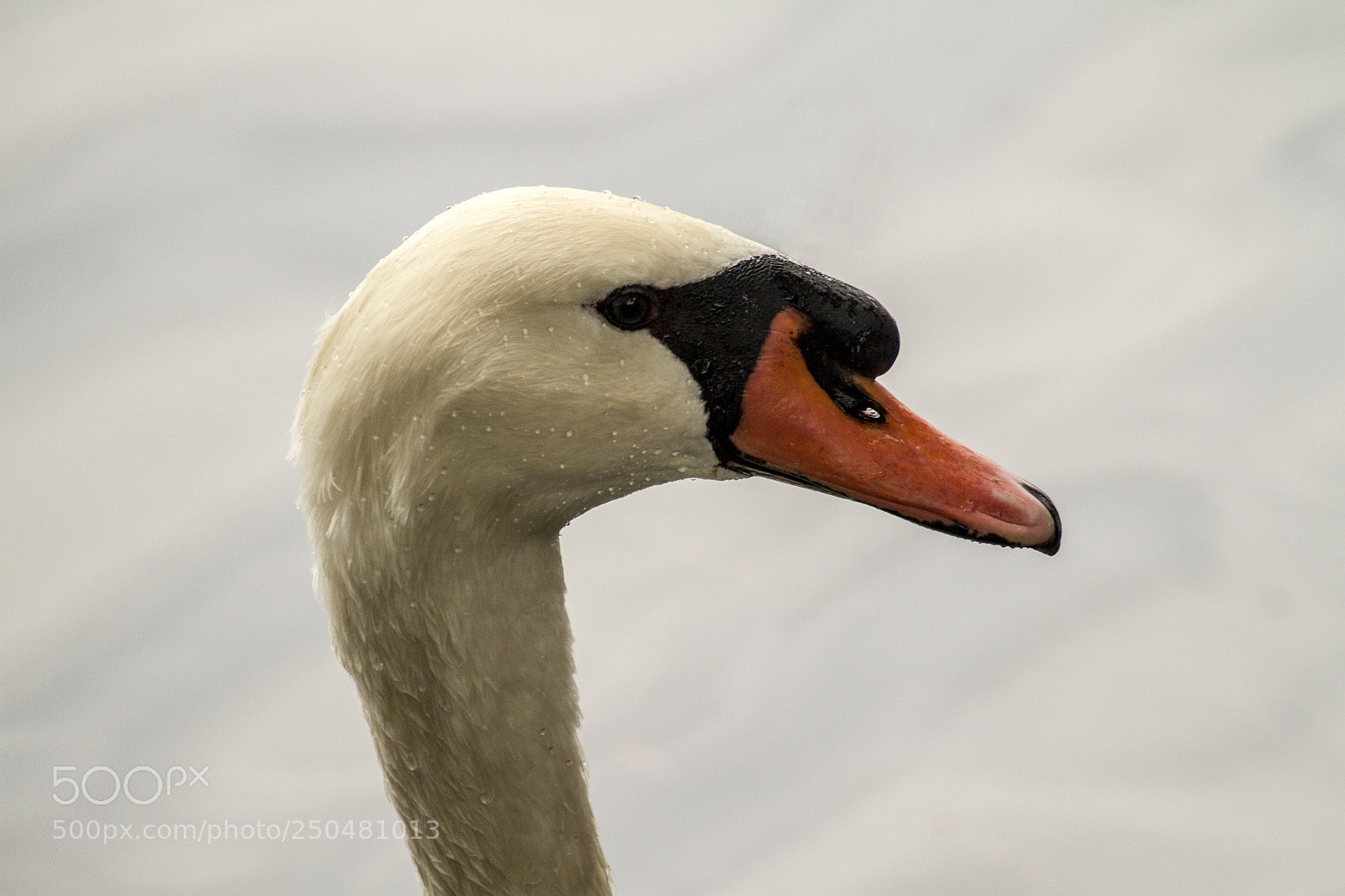 Canon EOS 7D sample photo. White on white photography