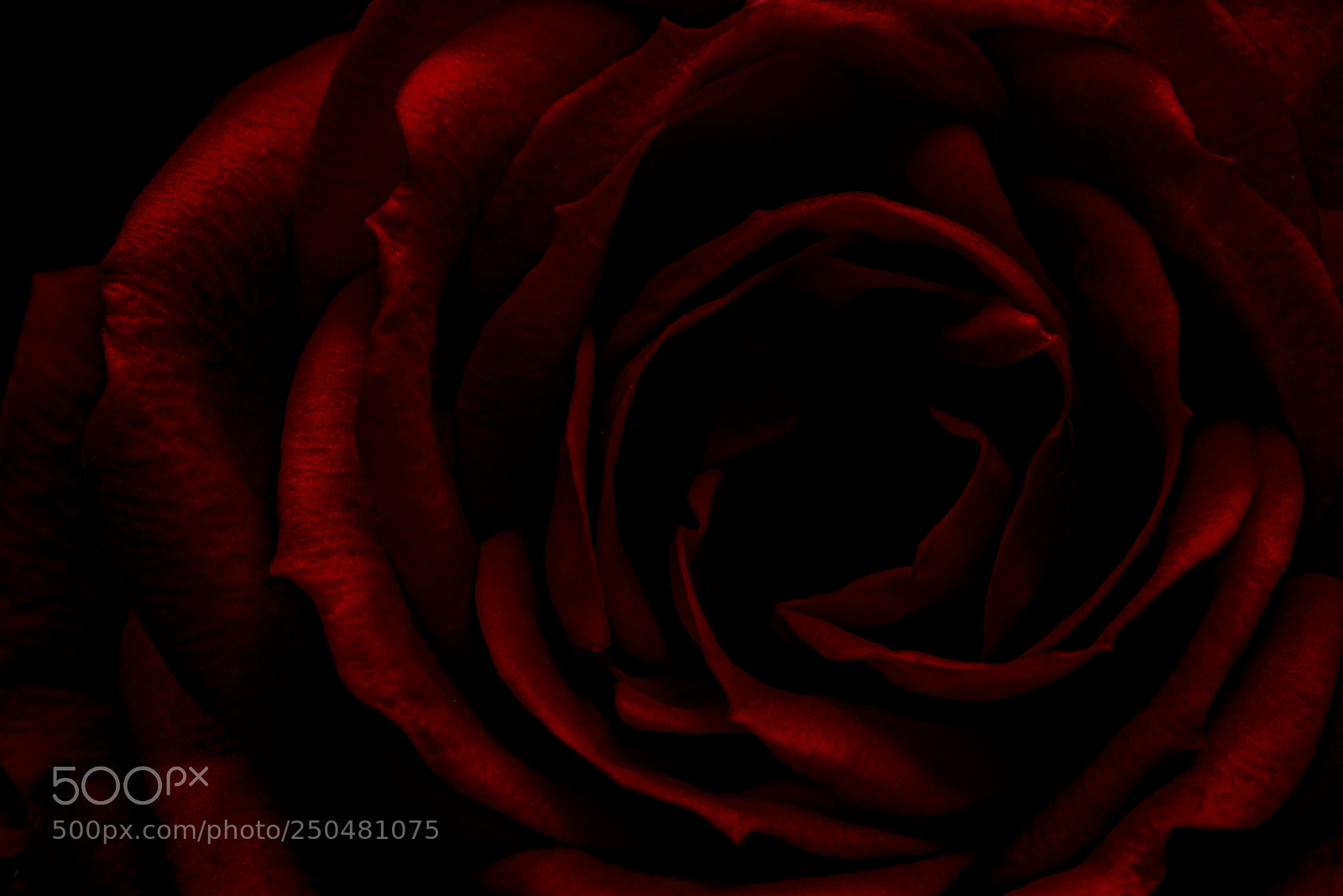 Nikon D800 sample photo. Crimson photography