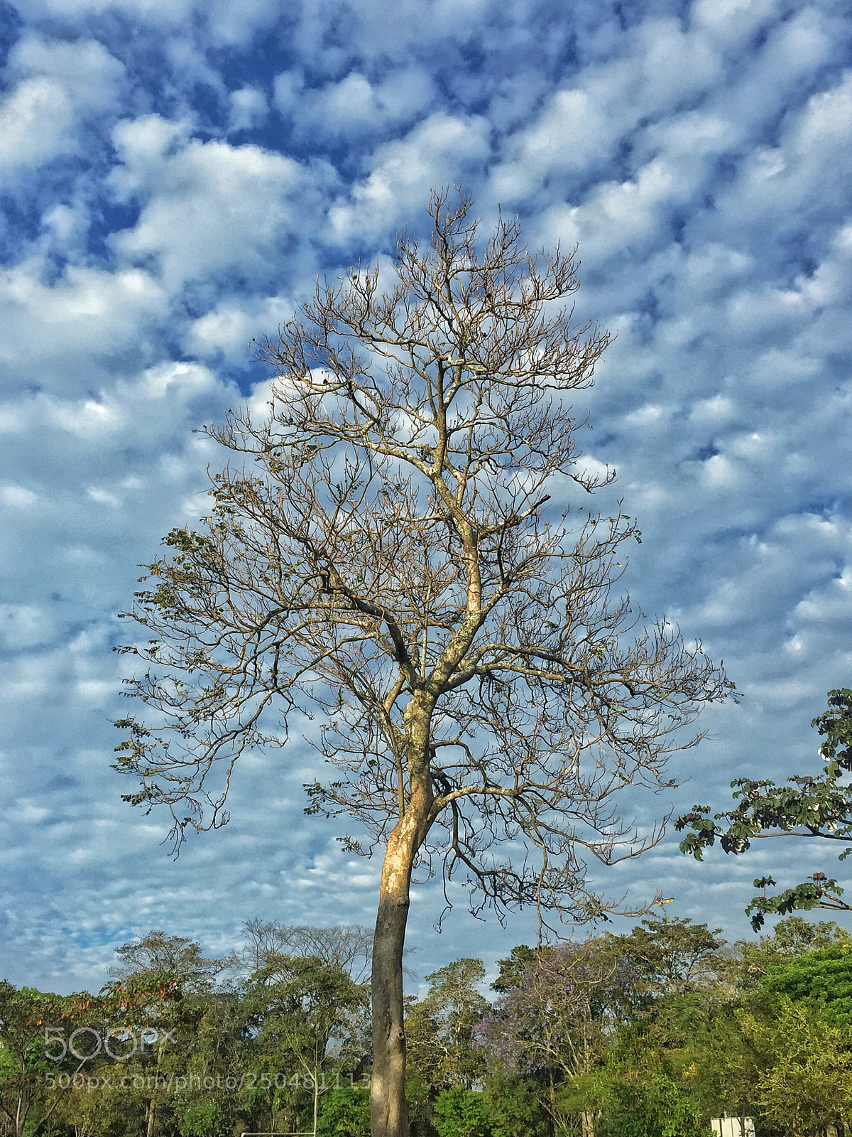 Apple iPhone 6 sample photo. Árbol  photography