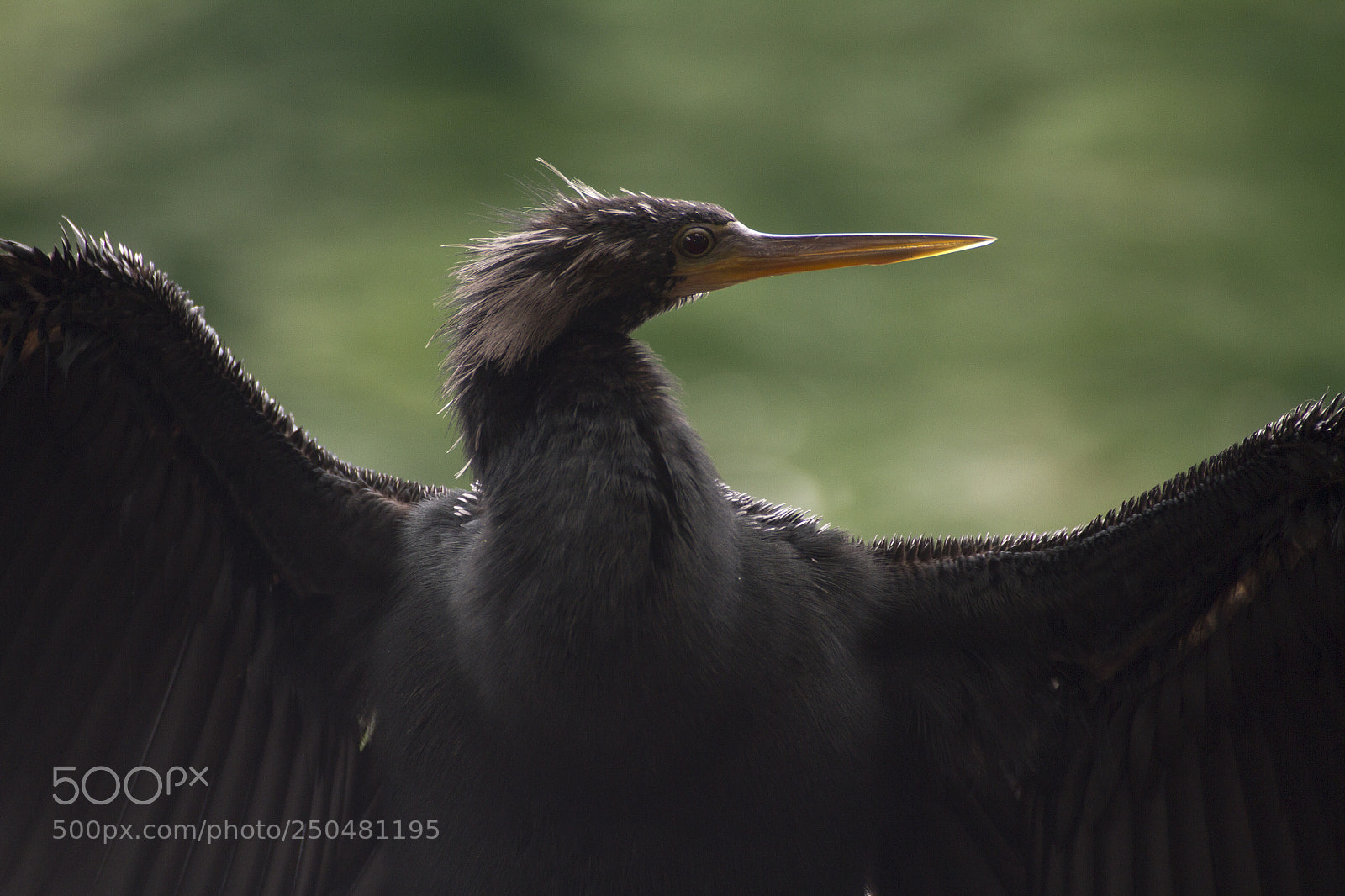 Canon EOS 7D sample photo. Cormorant photography