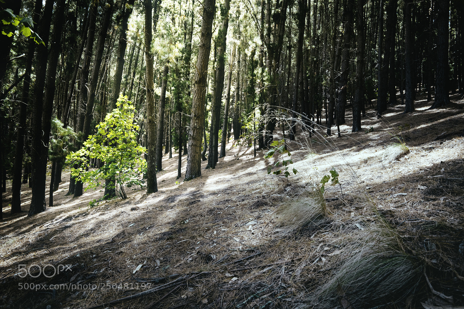 Sony a7R sample photo. Baby steps photography