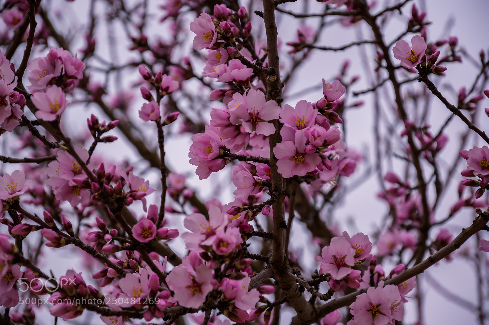 Nikon D3300 sample photo. Almond blossom photography