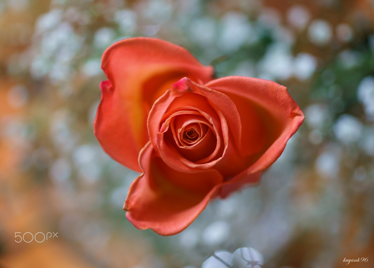 Hasselblad HV sample photo. Rose photography