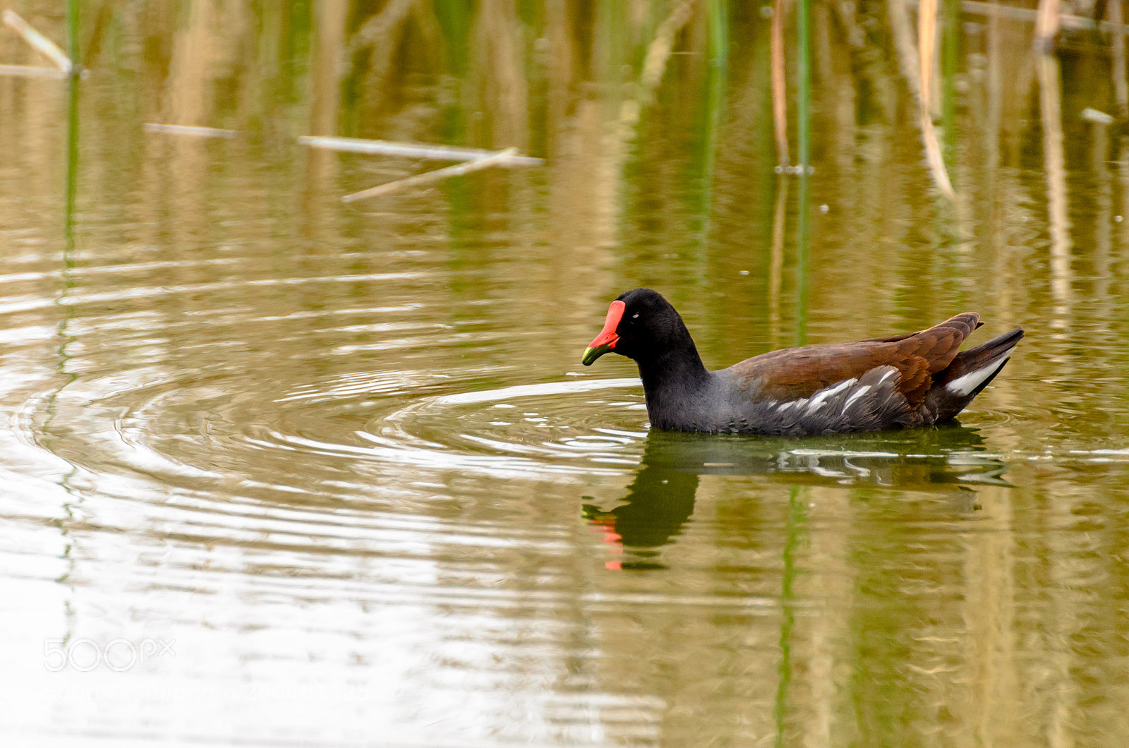 Nikon D7000 sample photo. Common gallinule photography