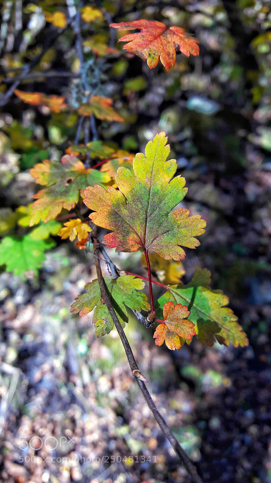 Samsung Galaxy J7 sample photo. The leaves photography
