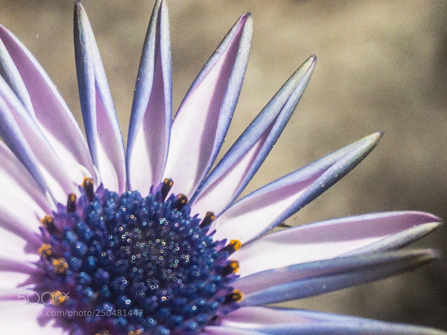 Apple iPhone SE sample photo. Sunflower daisy photography