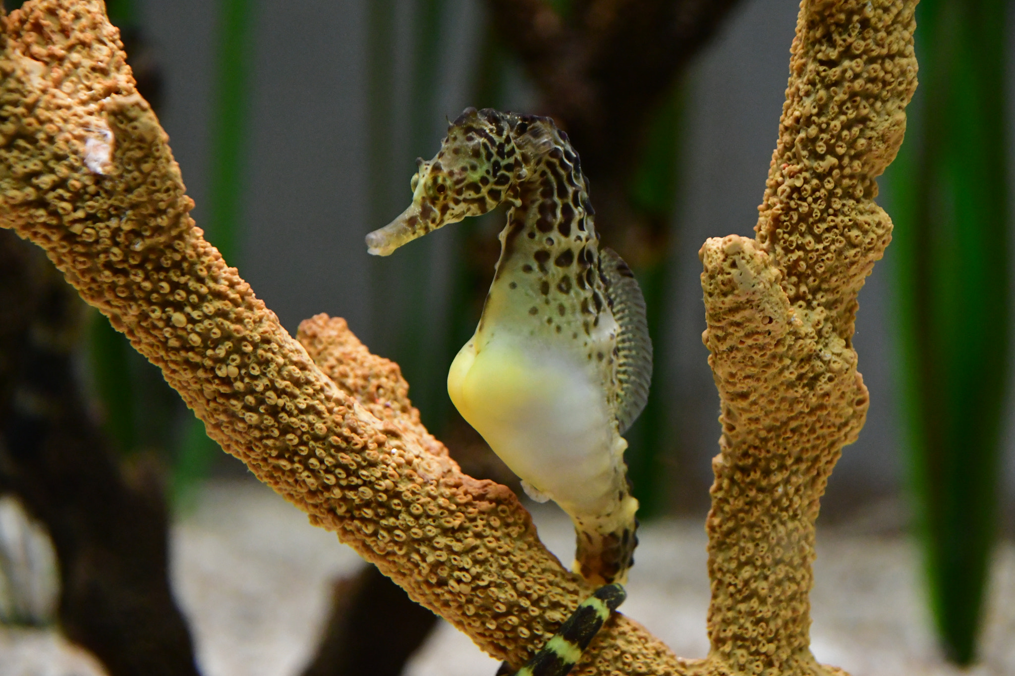 Nikon D7500 sample photo. Sea horse  photography