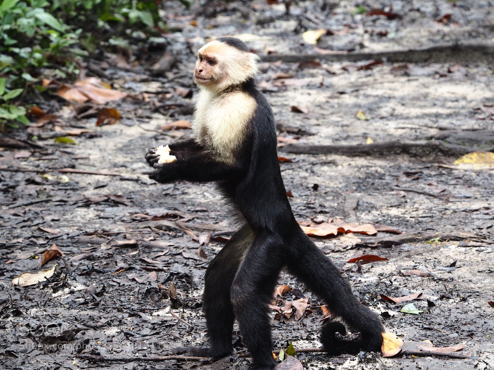 Olympus OM-D E-M10 II sample photo. Cahuita national park photography