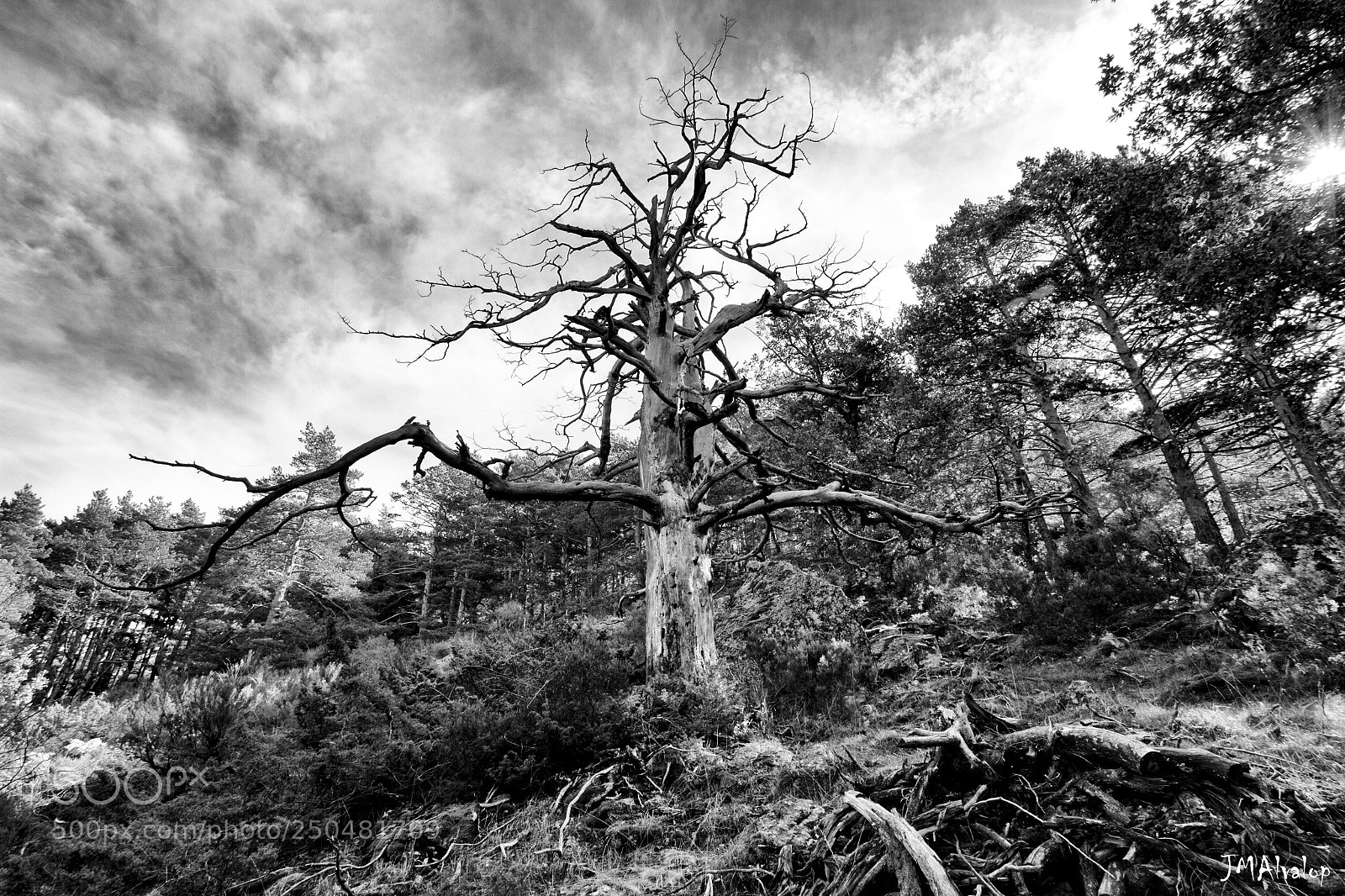 Canon EOS 7D sample photo. El árbol del ahorcado. photography