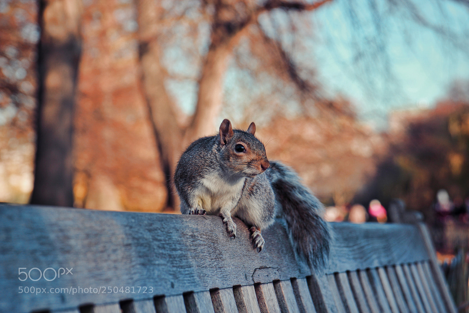 Canon EOS 550D (EOS Rebel T2i / EOS Kiss X4) sample photo. Squirrel photography