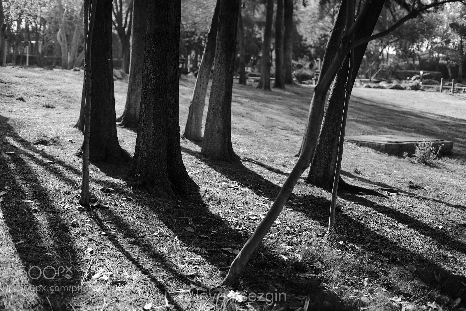 Canon EOS 5D Mark IV sample photo. Untitled photography
