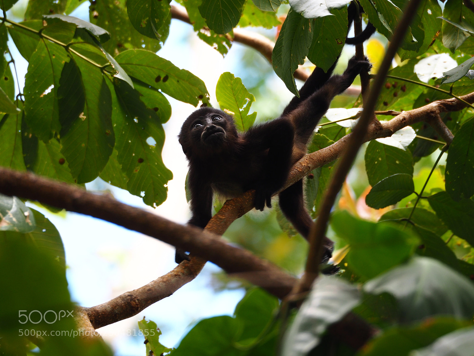 Olympus OM-D E-M10 II sample photo. Cahuita national park photography