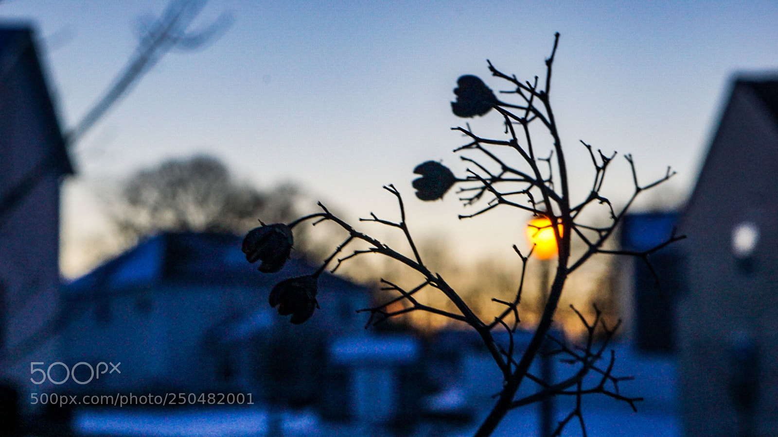 Sony a6000 sample photo. Crape myrtle in the photography