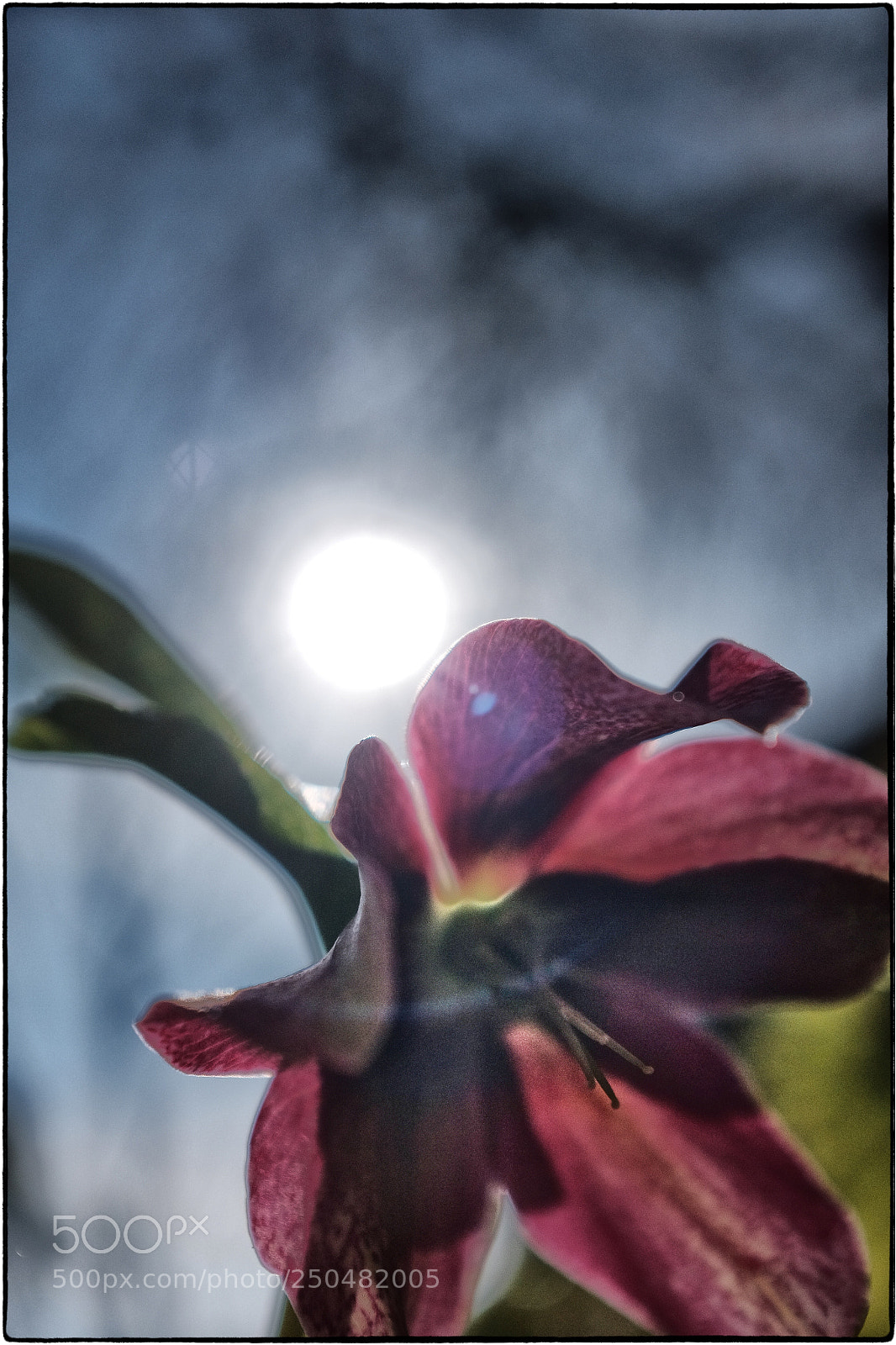 Fujifilm X100T sample photo. Hellioborus photography