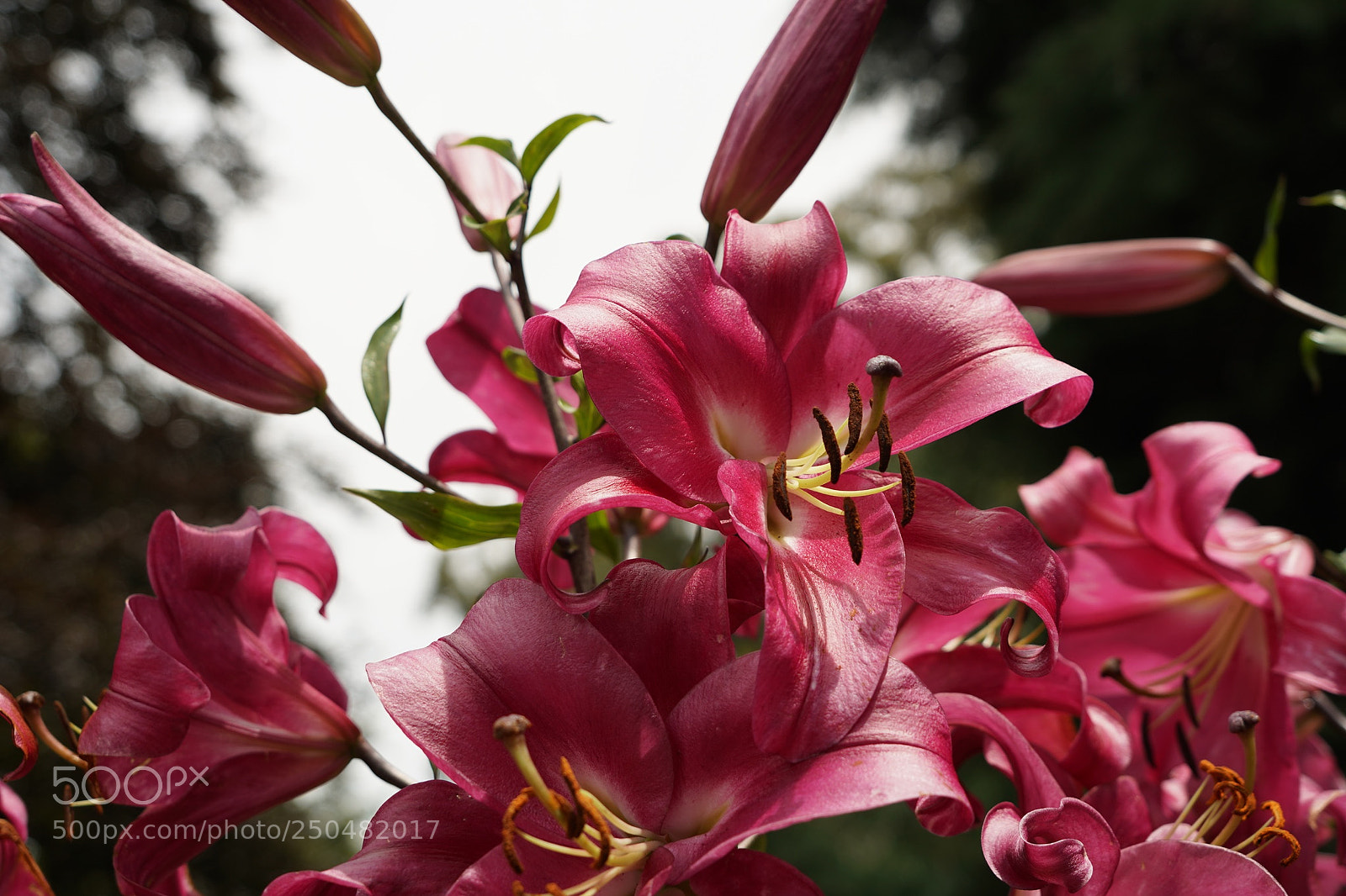 Sony a9 sample photo. Lily photography