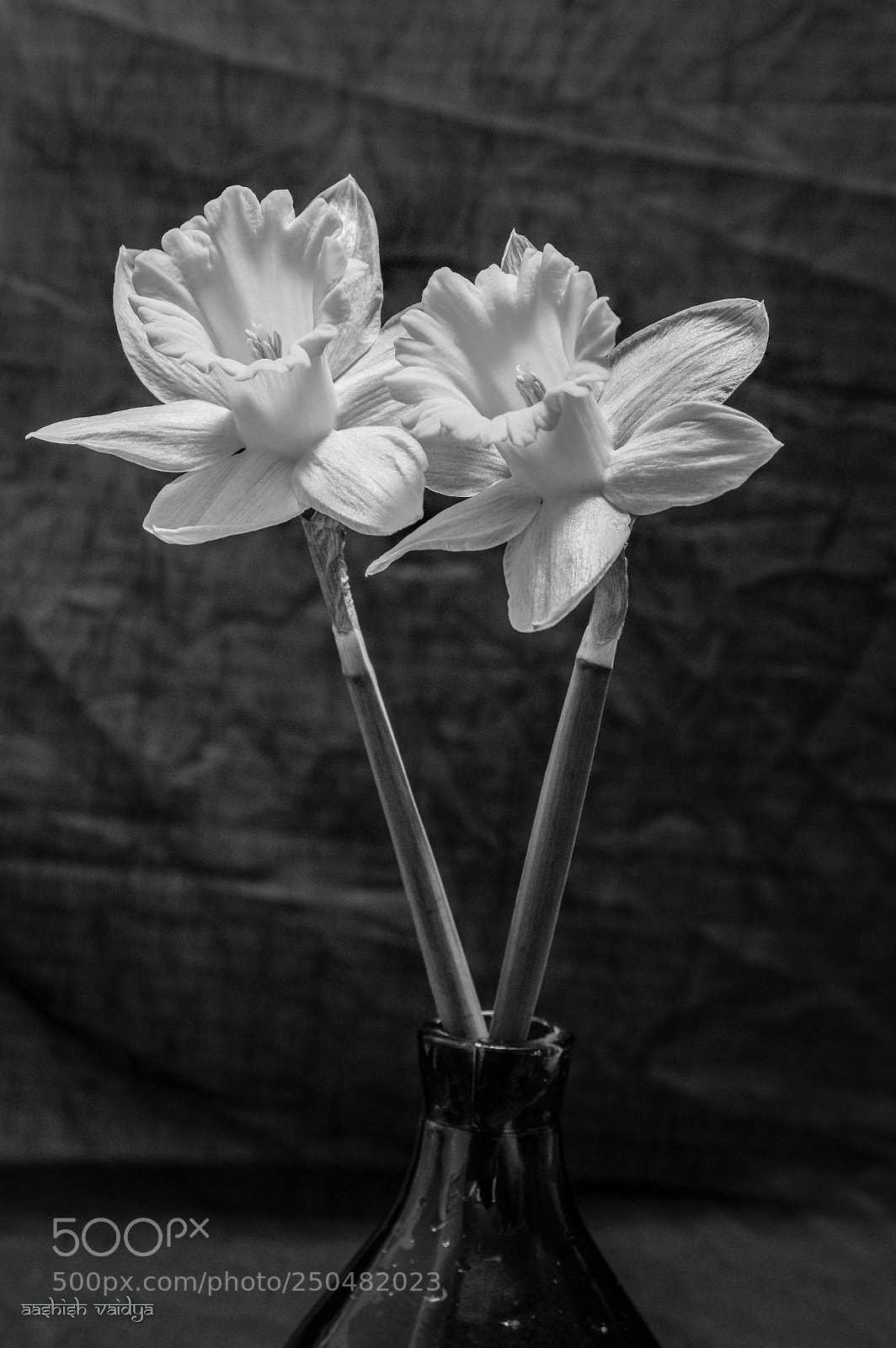 Canon EOS 600D (Rebel EOS T3i / EOS Kiss X5) sample photo. Daffodil study in b photography