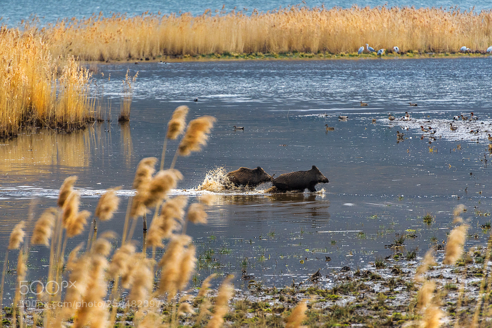 Nikon D810 sample photo. Strange meeting at the photography
