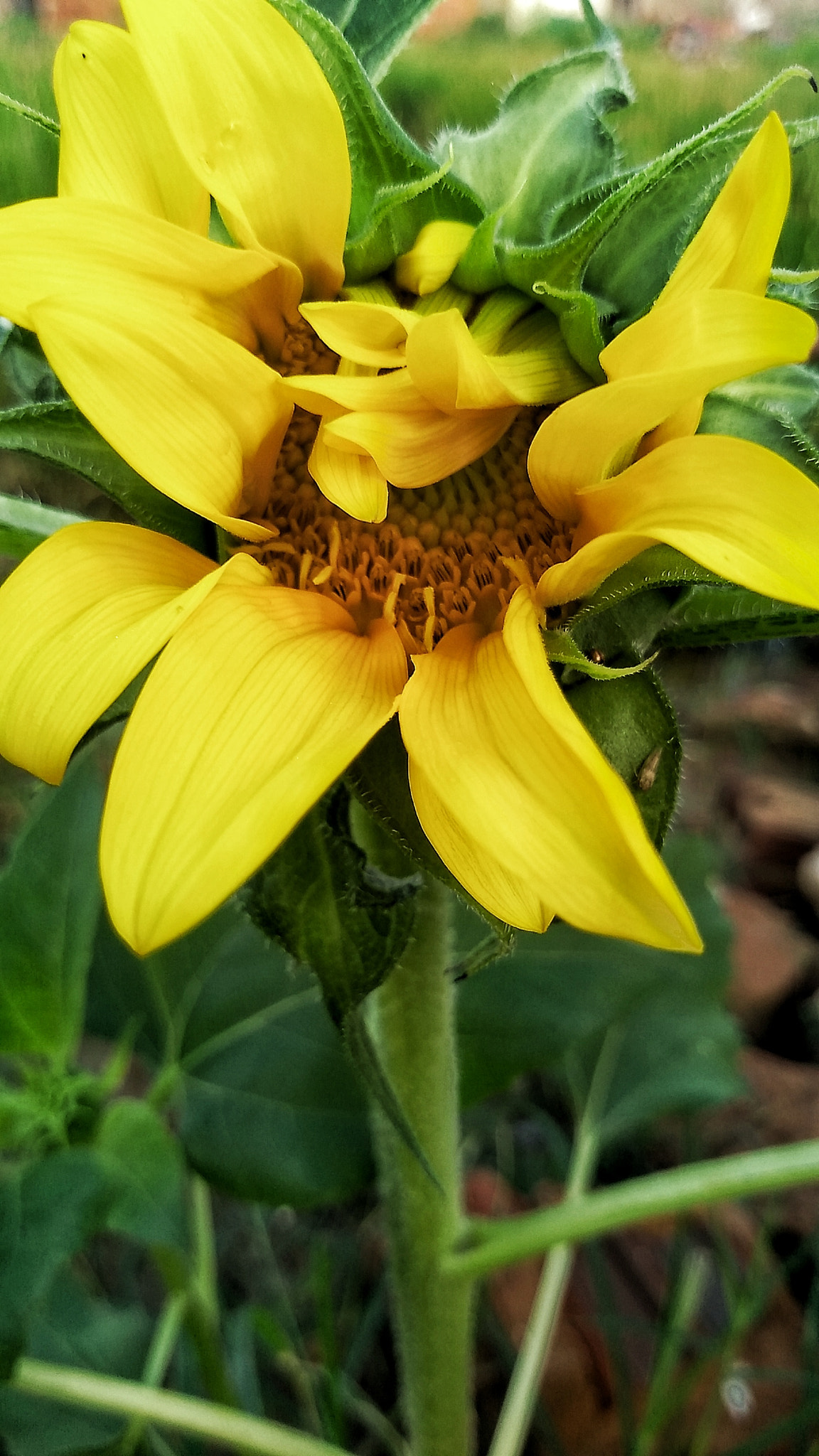 Motorola Moto G (5S) sample photo