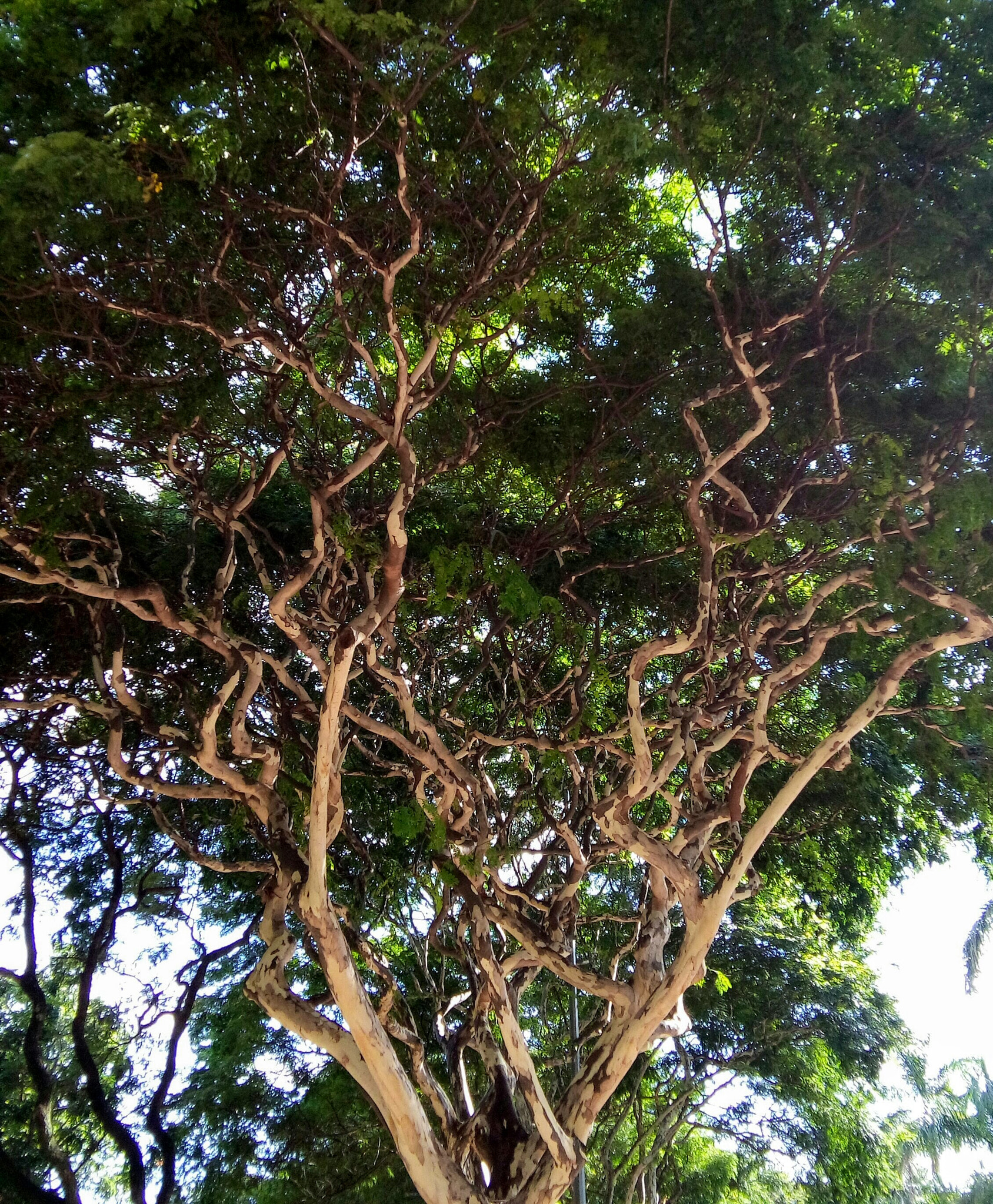 LG L Bello sample photo. Interweaving photography