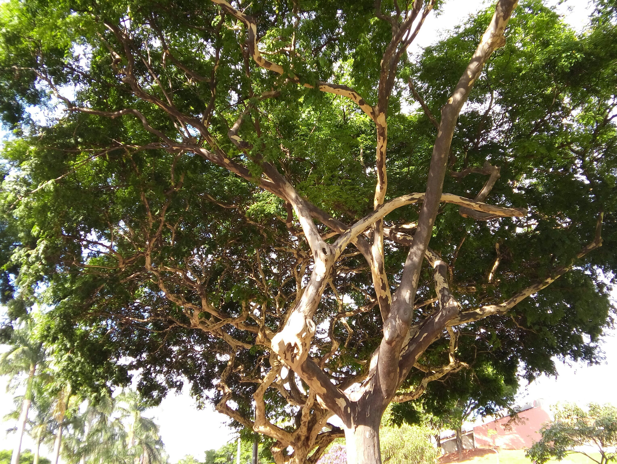 LG L Bello sample photo. Tree labyrinth photography