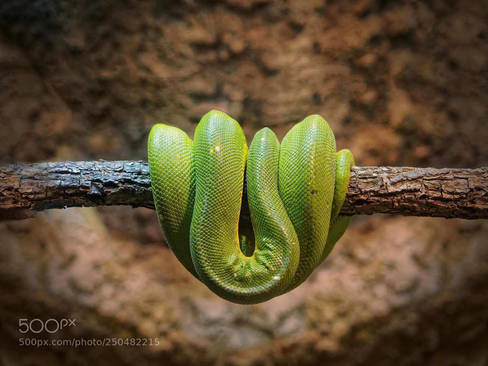 Olympus OM-D E-M5 II sample photo. Green tree python photography