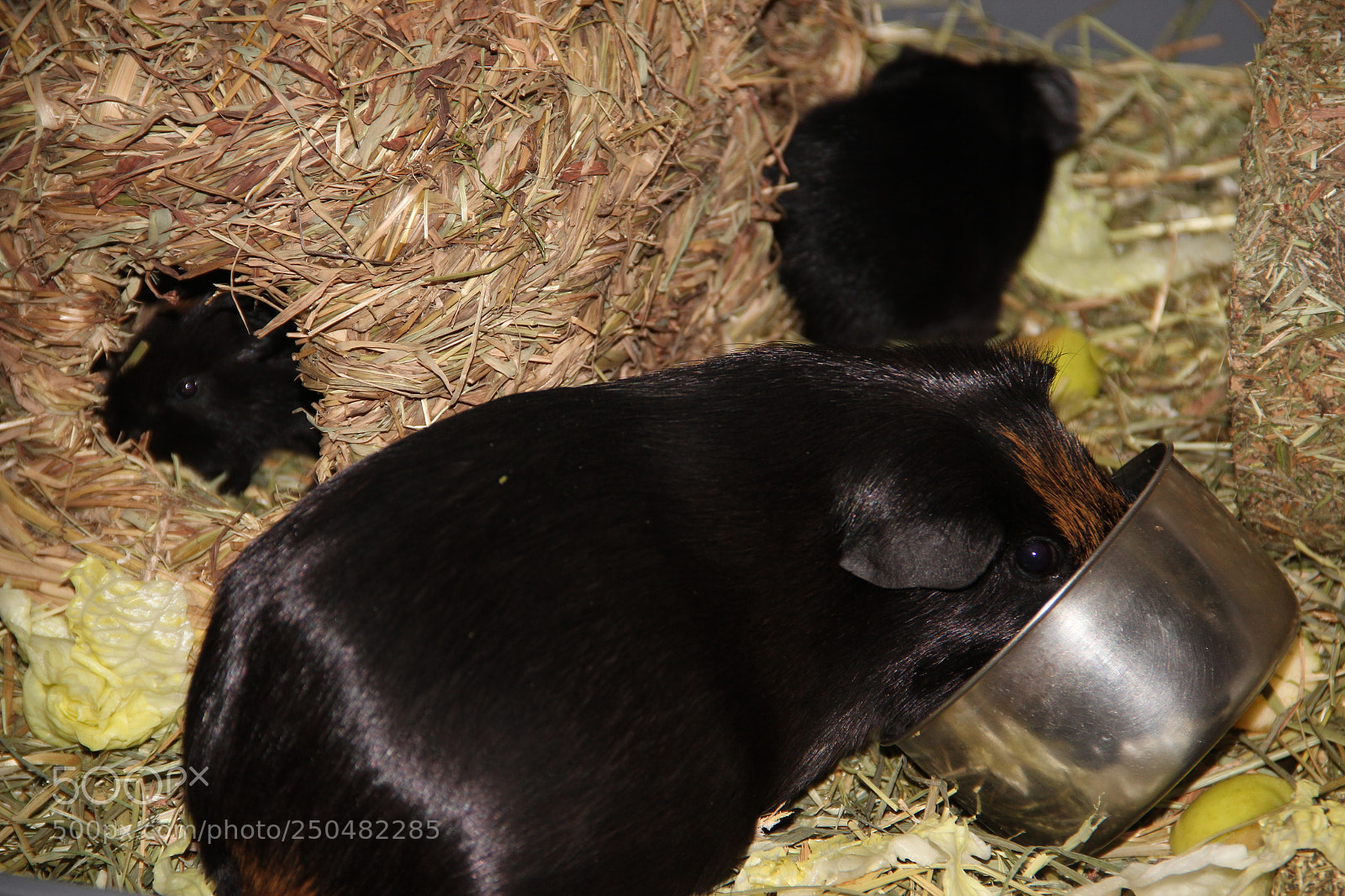 Canon EF-S 18-135mm F3.5-5.6 IS sample photo. Pet 6 photography