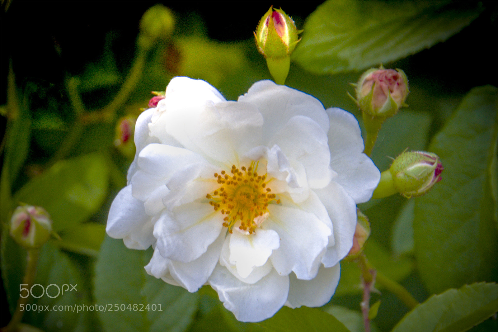 Nikon D90 sample photo. Radiant white beauty photography