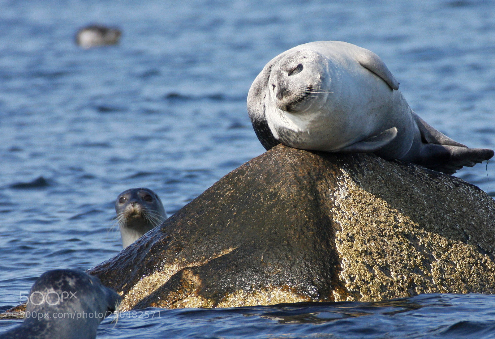 Canon EOS 40D sample photo. Harbor seals photography