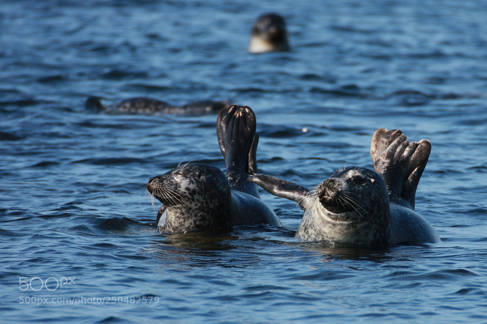 Canon EOS 40D sample photo. Harbor seals b photography