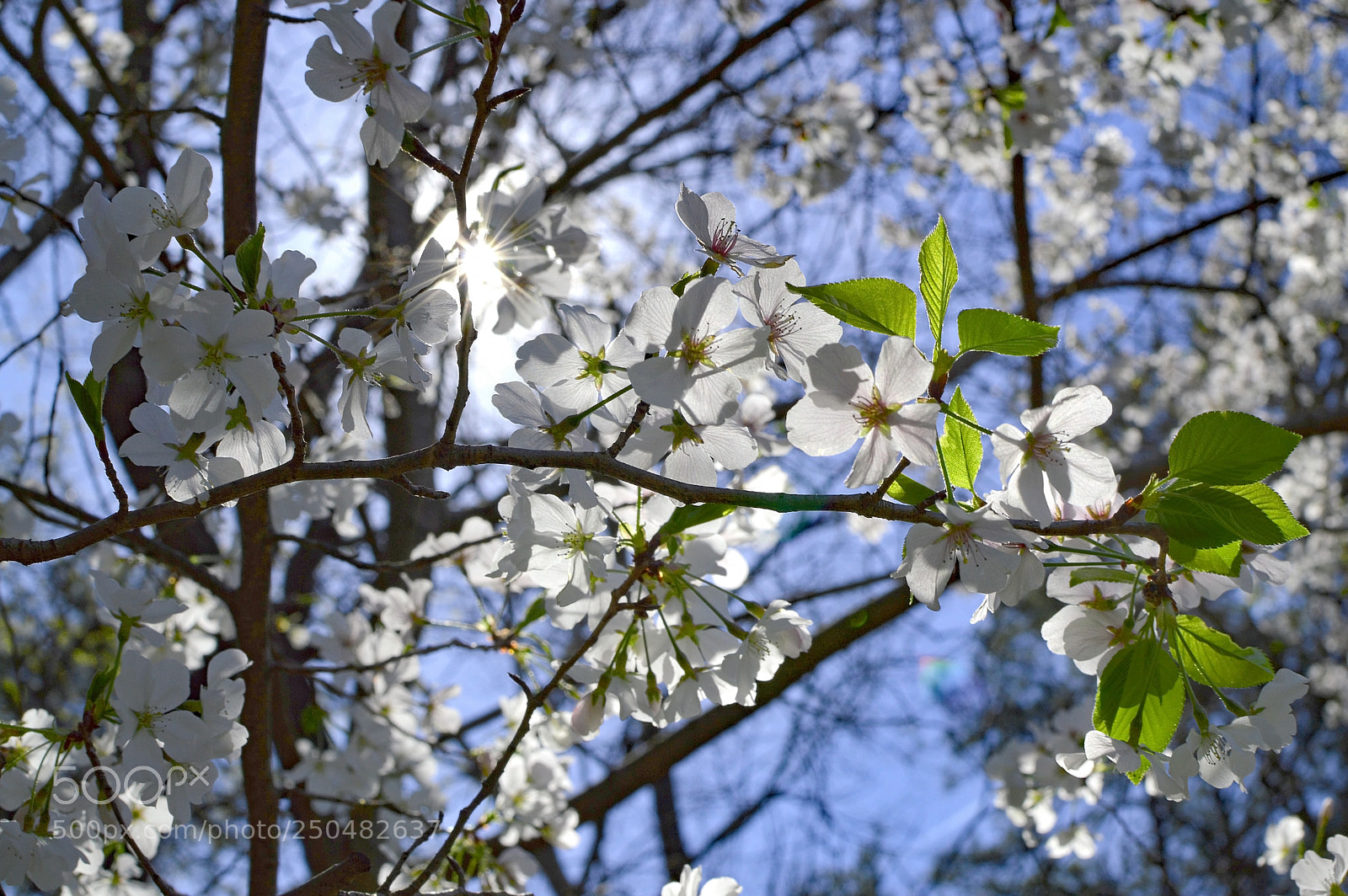 Nikon D3200 sample photo. Cherry tree in spring photography