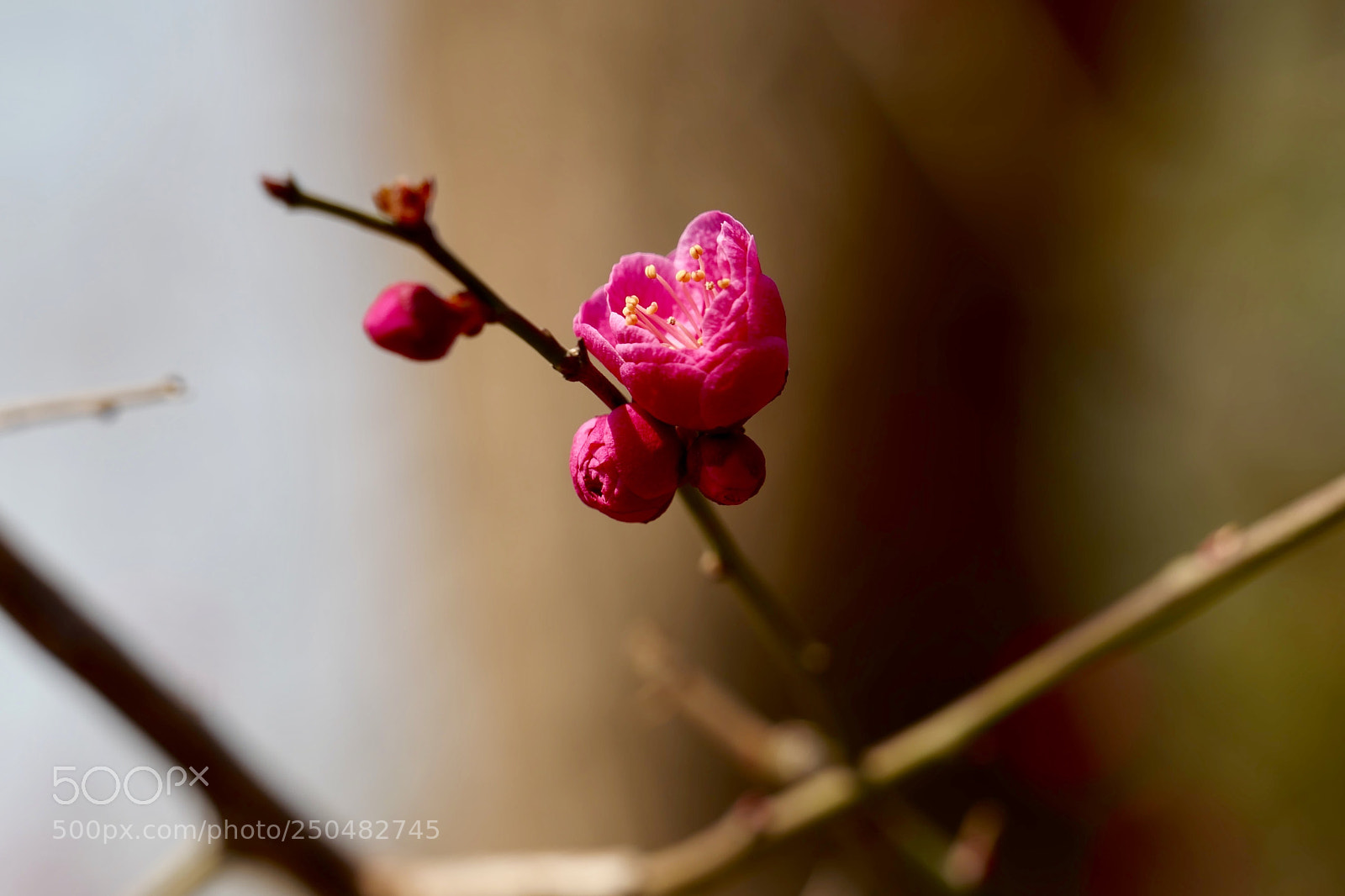 Leica SL (Typ 601) sample photo. Untitled photography