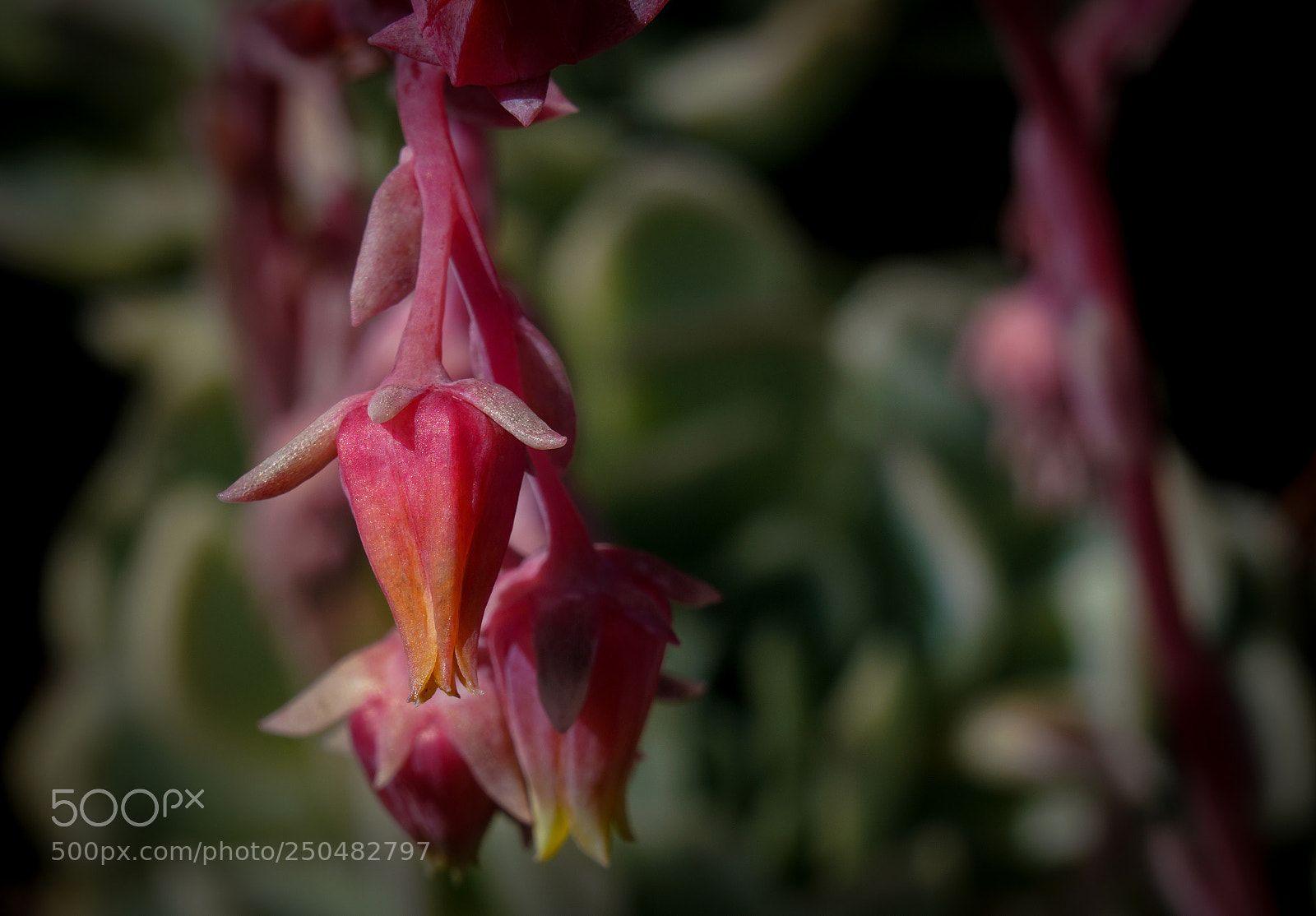 Sony a7R III sample photo. Pink bloom photography