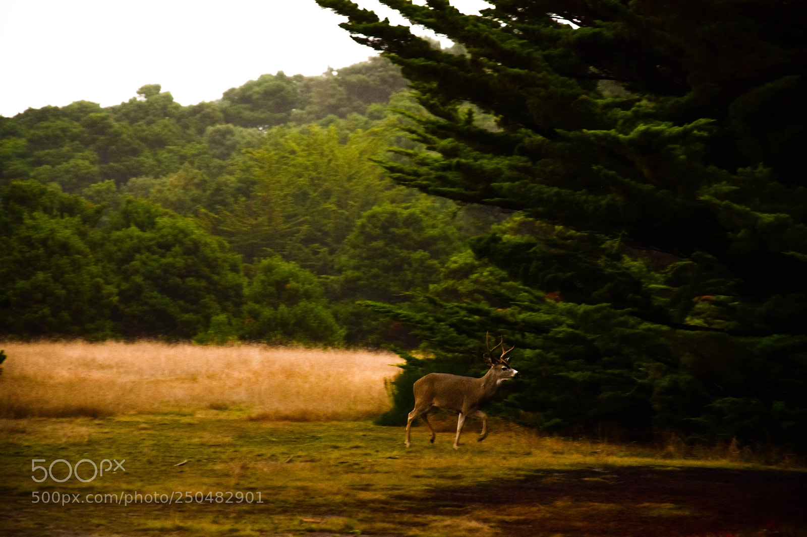 Nikon D7200 sample photo. California,us. photography