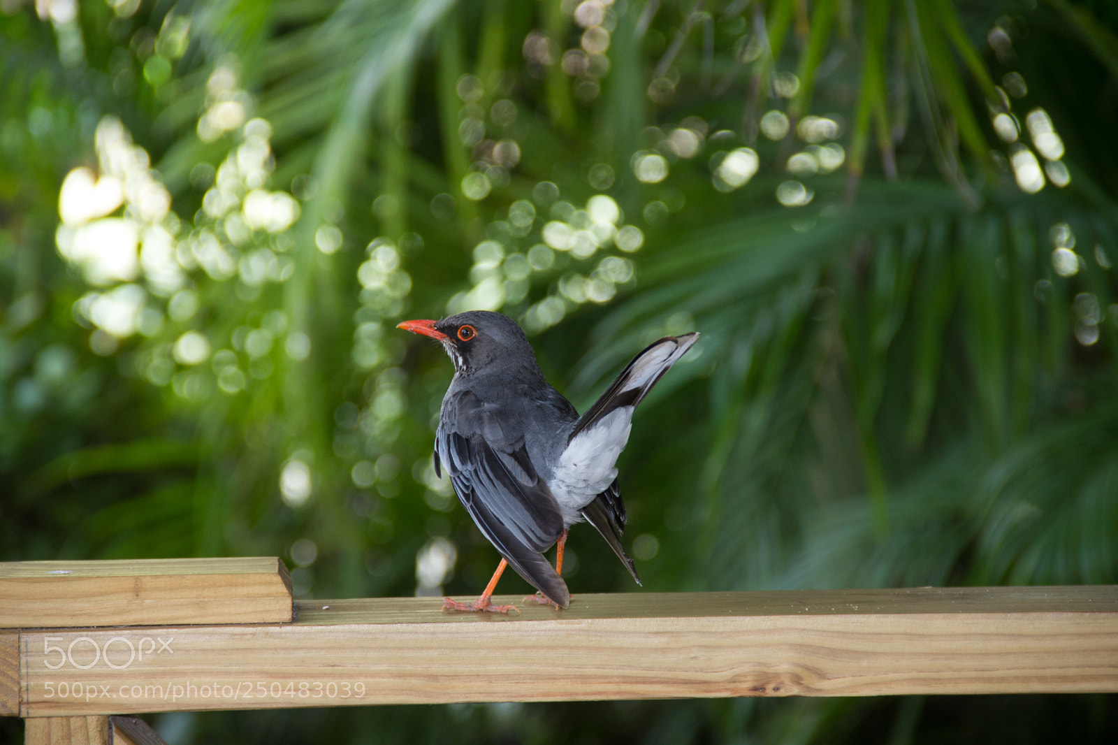 Canon EOS 60D sample photo. Breakfast companion photography
