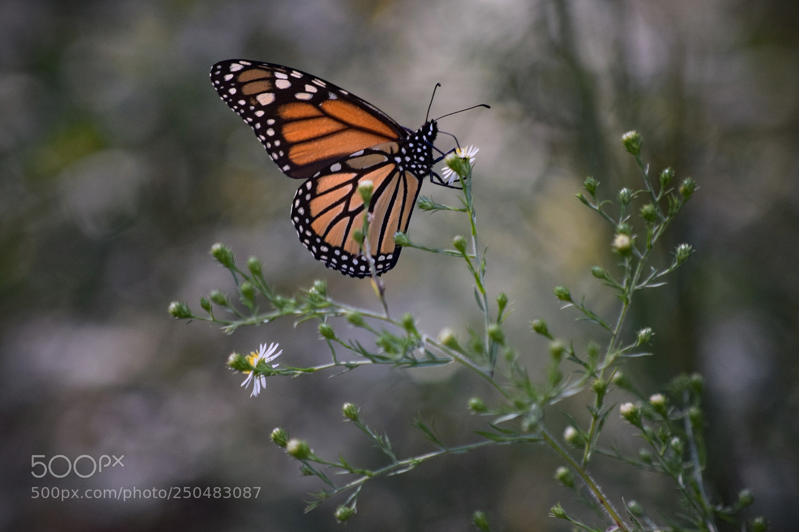 Nikon D5300 sample photo. Monarch in the meadow photography
