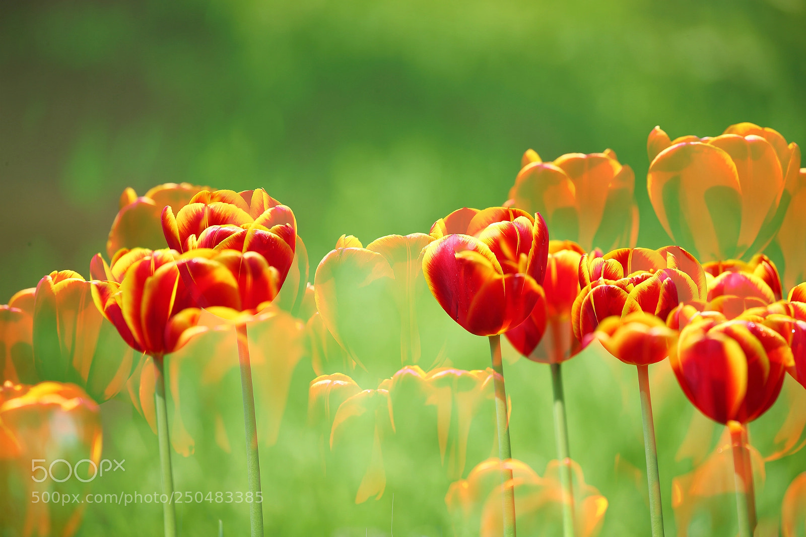 Canon EOS-1D X sample photo. Untitled photography