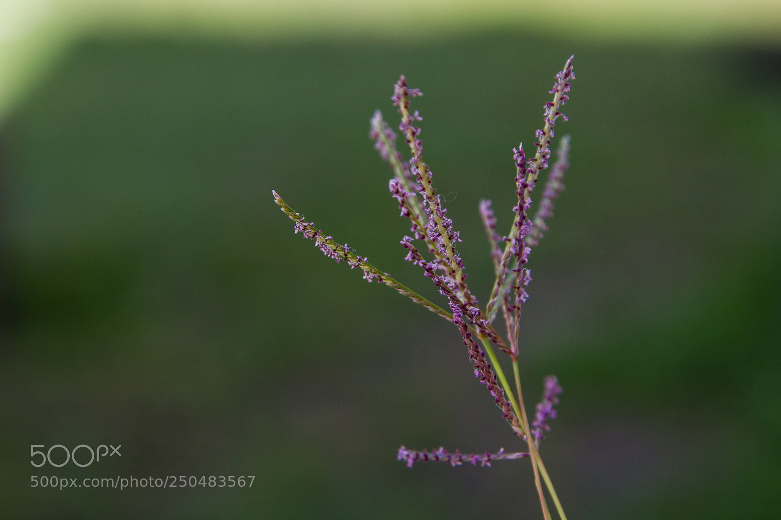 Canon EOS 7D sample photo. Simple photography