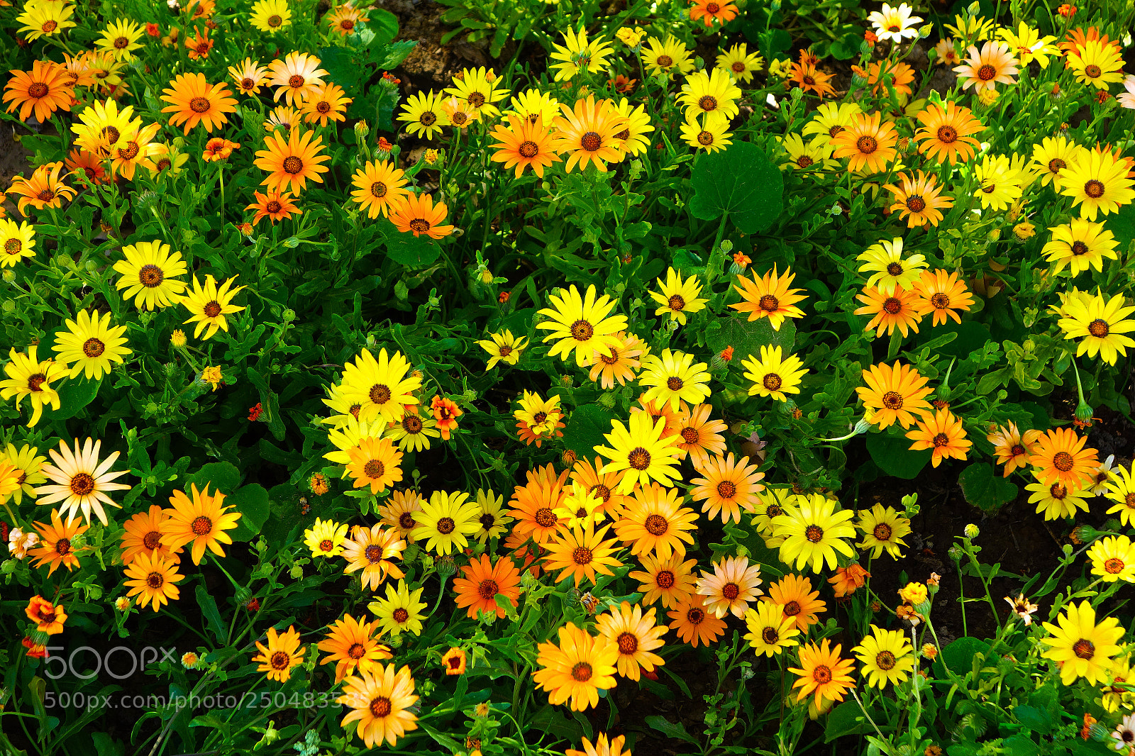 Sony Cyber-shot DSC-RX100 sample photo. Celebration of yellows and photography