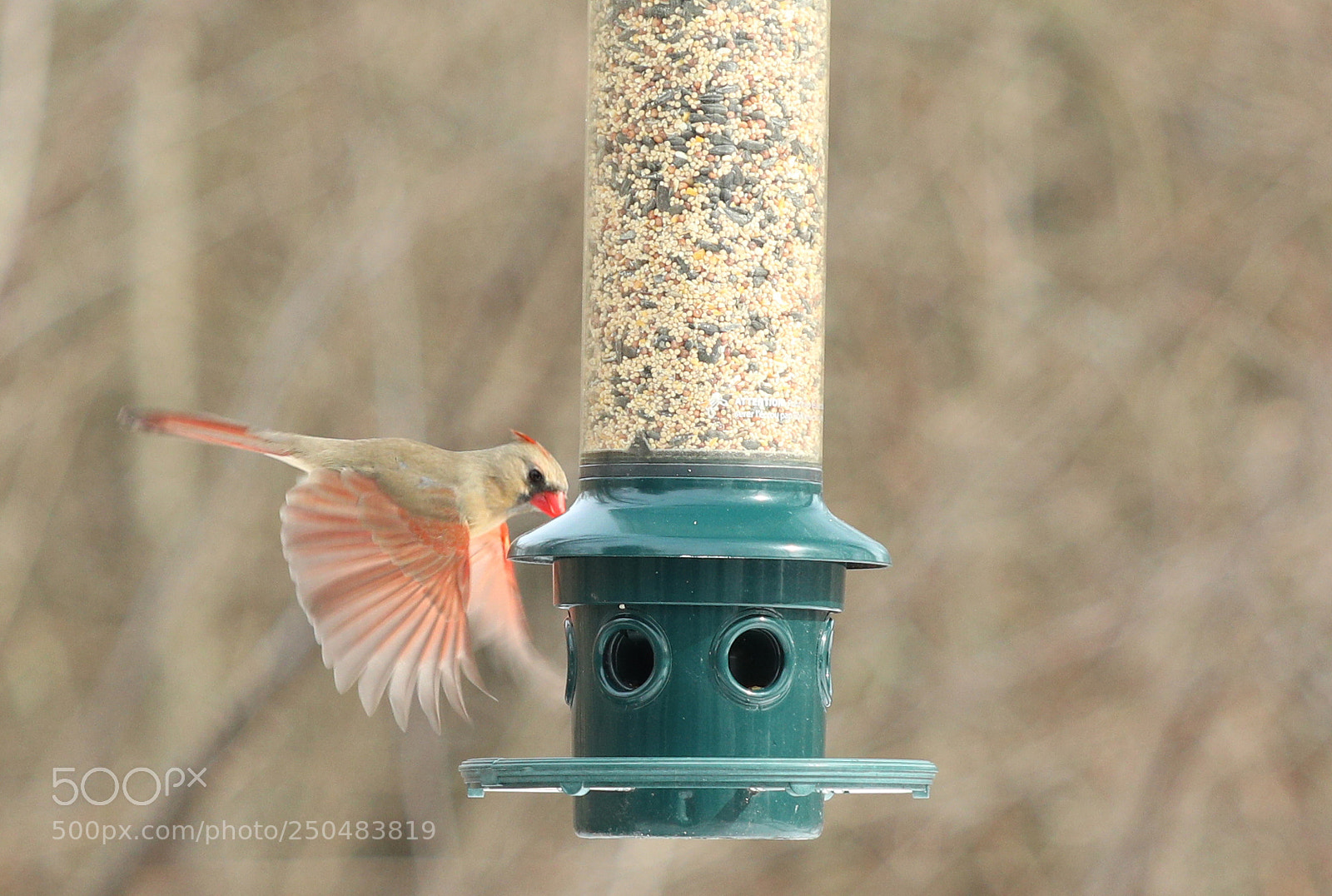Canon EOS 5D Mark IV sample photo. Cardinal fly by photography