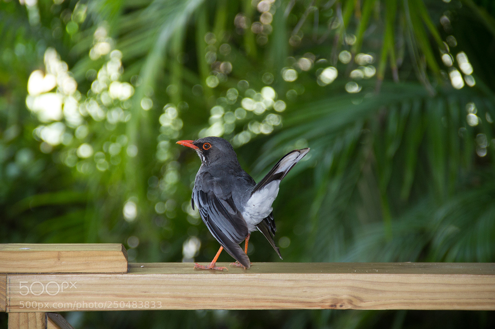 Canon EOS 60D sample photo. Breakfast companion photography