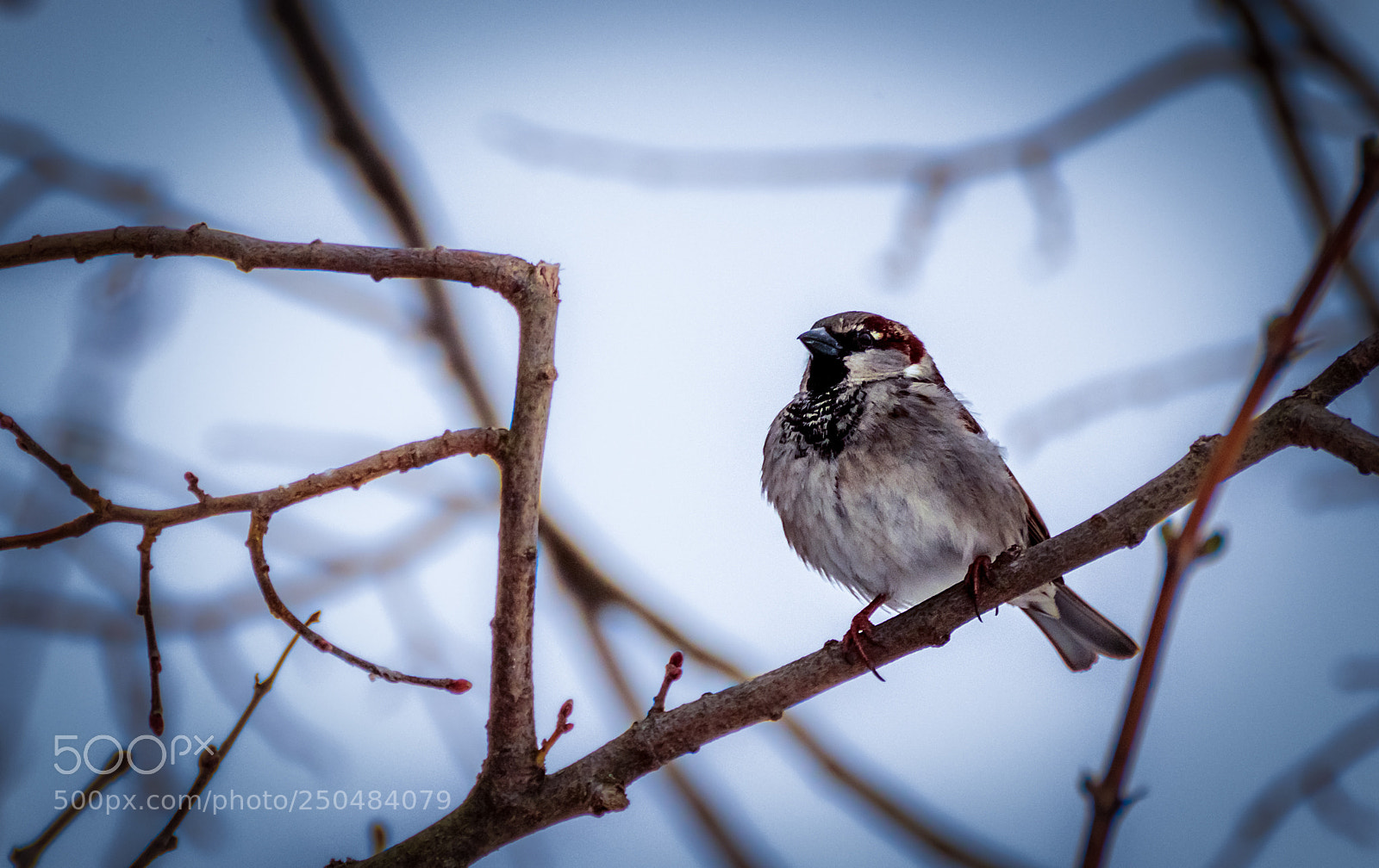 Canon EOS 200D (EOS Rebel SL2 / EOS Kiss X9) sample photo. Proud little guy photography