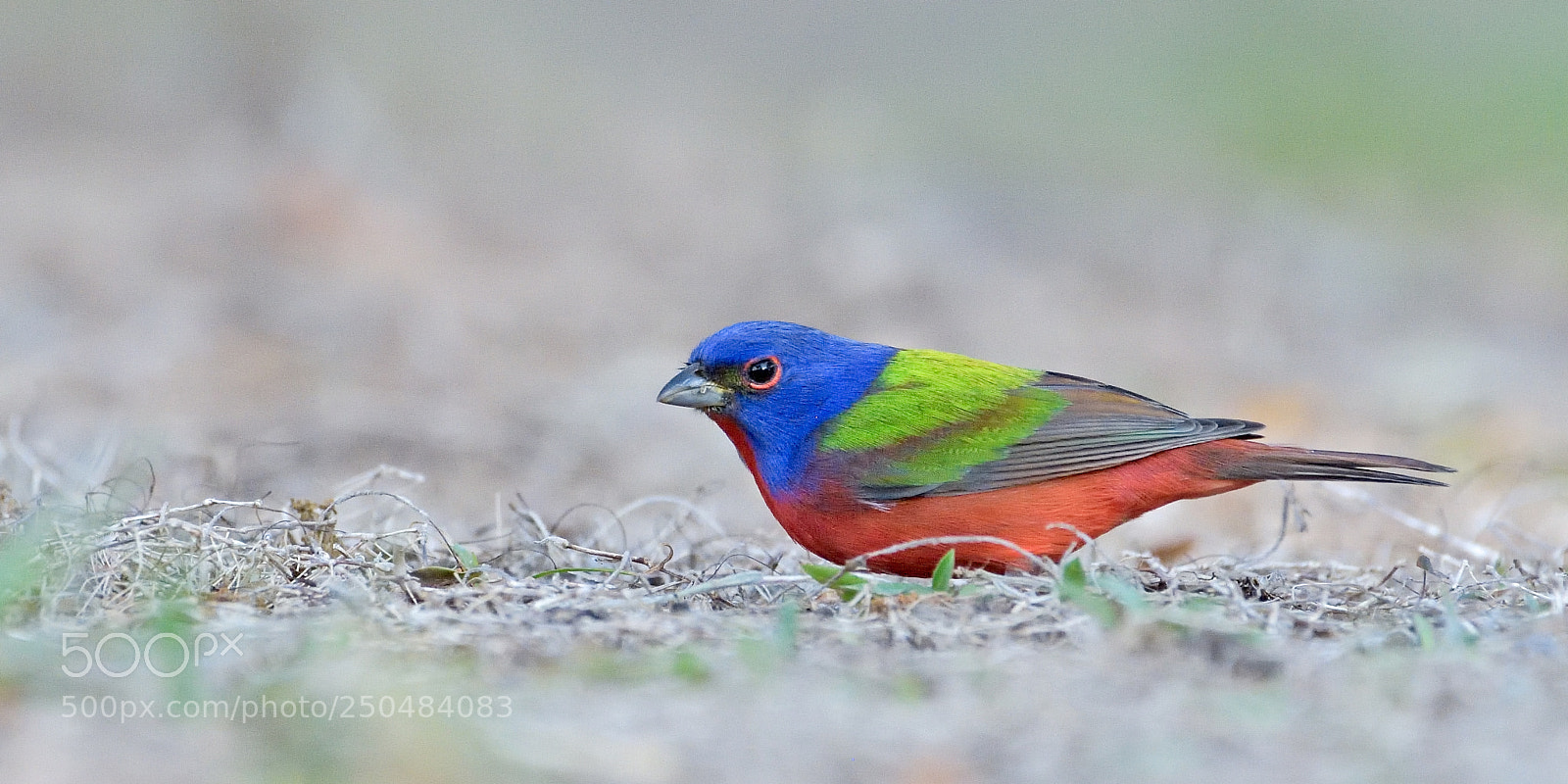 Nikon D7200 sample photo. Painted bunting photography