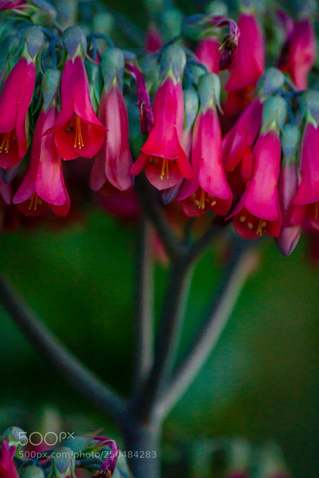 Canon EOS 7D sample photo. Umbrella photography