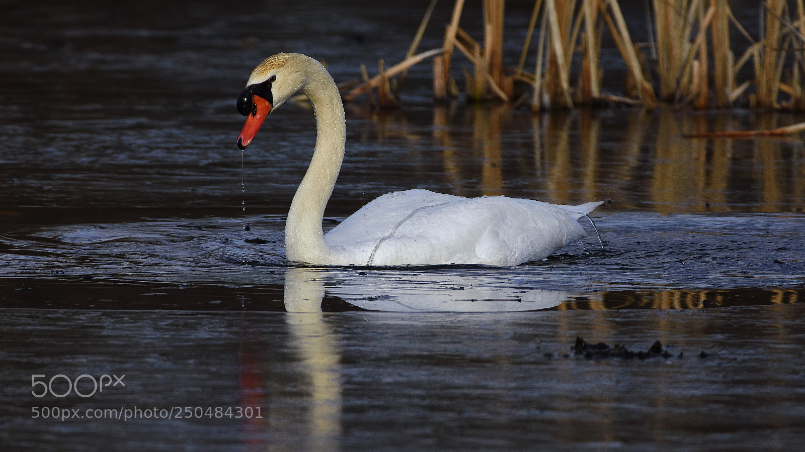 Nikon D7200 sample photo. In cold morning photography